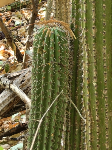 Pilosocereus purpusii