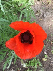 Papaver orientale