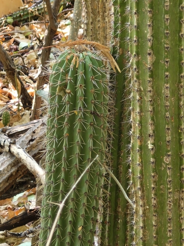 Pilosocereus purpusii, photograph 2
