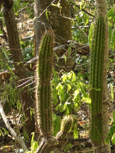 Pilosocereus purpusii, photograph 3