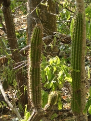 author not stated, no rights reserved Pilosocereus purpusii, photograph author not stated, no rights reserved