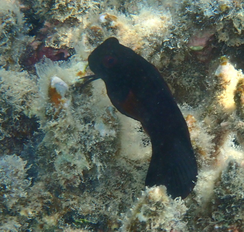 Atrosalarias fuscus observed 2026-09-08