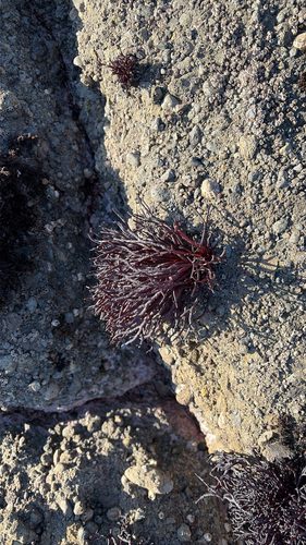 Apophlaea lyallii observed 2026-09-08