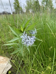 Amsonia illustris