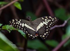 Papilio demodocus demodocus