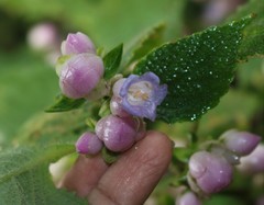 Strobilanthes heyneana