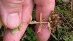 Hypericum tetrapterum, photograph (c) guywallbanks, some rights reserved (CC BY)
