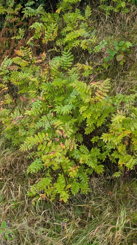 Hypericum tetrapterum