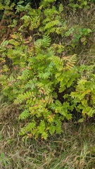 Hypericum tetrapterum