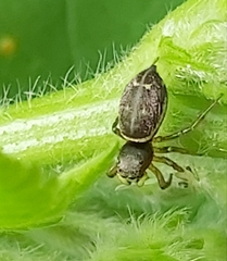 Heliophanus flavipes