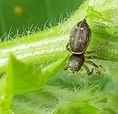 Heliophanus flavipes