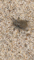 Philopedon plagiatum