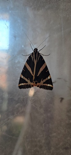 Jersey Tiger