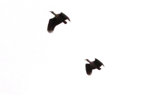 iNaturalist image