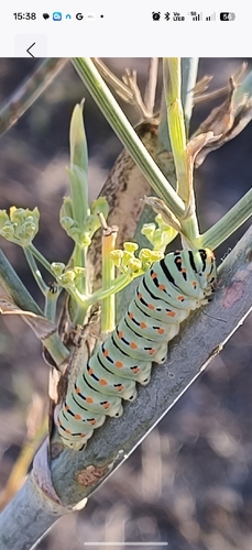 Old World Swallowtail