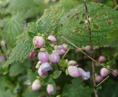 Strobilanthes heyneana