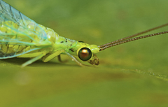 Plesiochrysa ramburi