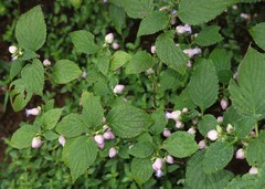 Strobilanthes heyneana