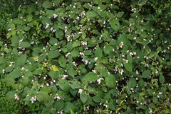 Strobilanthes heyneana