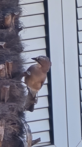 Eurasian Jay