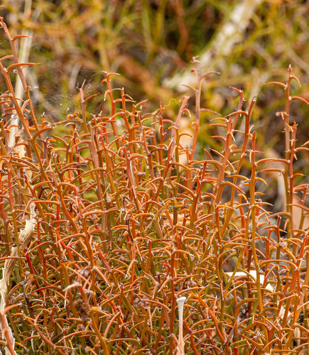 Acacia stenoptera