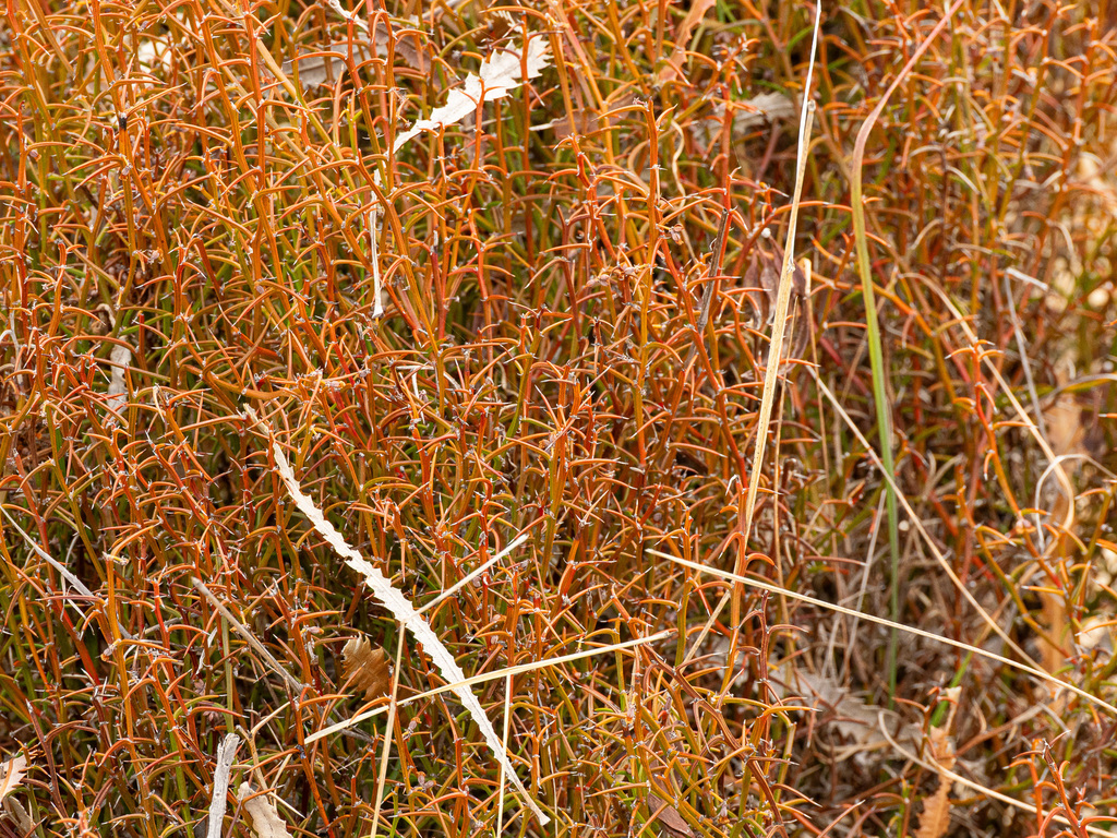 Acacia stenoptera; photograph (c) Carmon, some rights reserved (CC BY-SA)