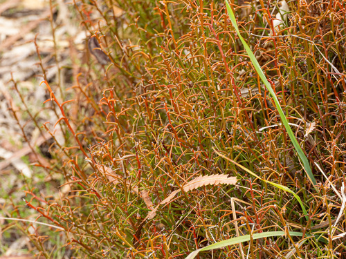 Acacia stenoptera, photograph 2