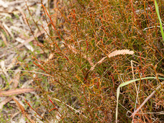 (c) Carmon, some rights reserved (CC BY-SA) Acacia stenoptera, photograph (c) Carmon, some rights reserved (CC BY-SA)