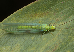 Plesiochrysa ramburi