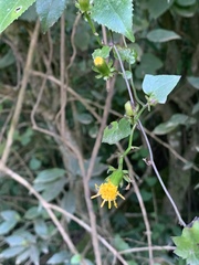 Senecio helminthioides