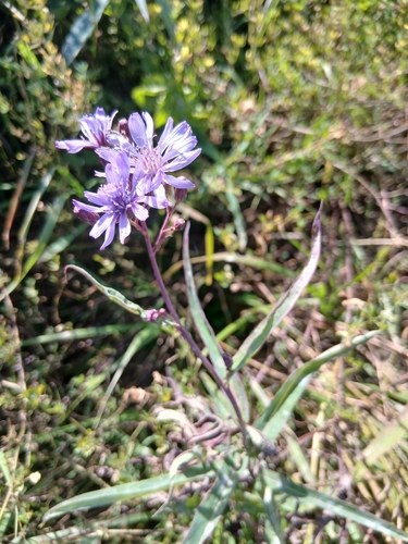 Lactuca sibirica