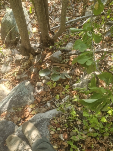 Opuntia decumbens, photograph 6