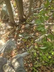 Opuntia decumbens, photograph author not stated, no rights reserved