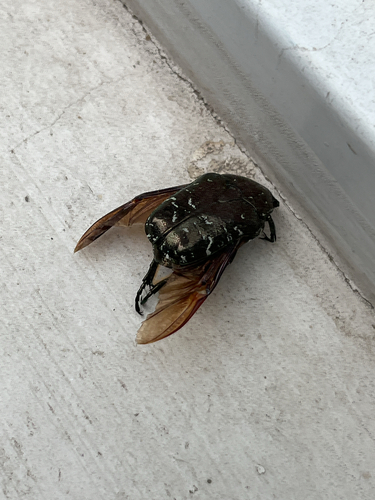 Oriental Flower Beetle