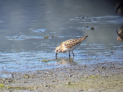 iNaturalist image