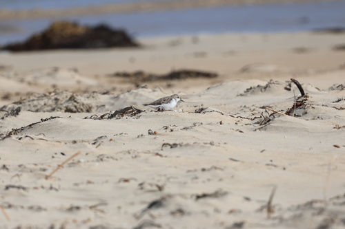 Red-necked Stint