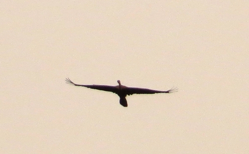 iNaturalist: (c) Marion Maclean, some rights reserved (CC BY-NC), uploaded by Marion Maclean iNaturalist image