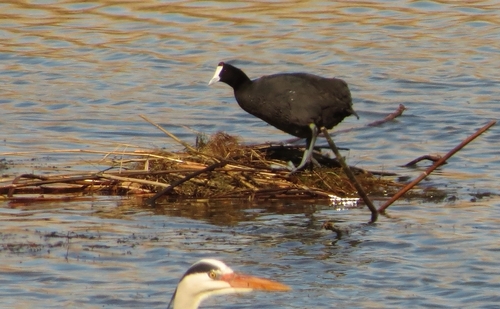 iNaturalist image