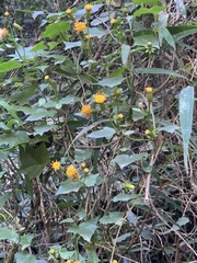 Senecio helminthioides
