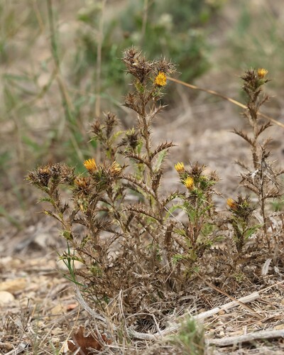 Carlina hispanica, photograph 6
