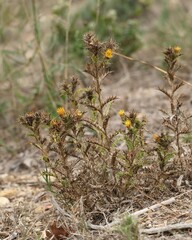 Carlina hispanica, photograph (c) Antoine Thivolle, some rights reserved (CC BY)