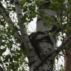 Turdus pilaris