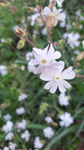 white campion
