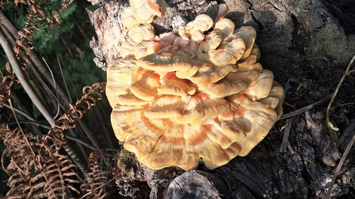 chicken of the woods