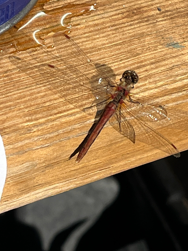 iNaturalist observation photo of Striped Meadowhawk