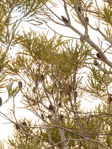 Banksia prionotes, photograph 5
