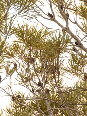 Banksia prionotes, photograph (c) Carmon, some rights reserved (CC BY-SA)