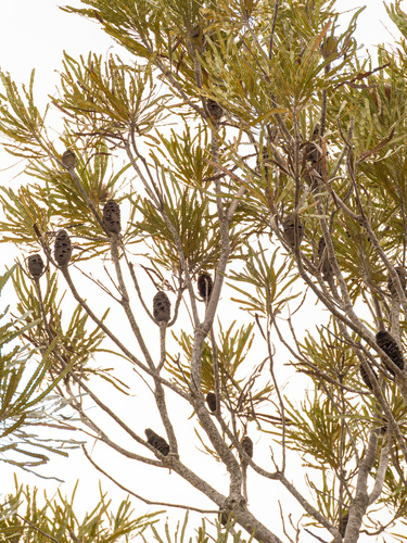 Banksia prionotes, photograph 4