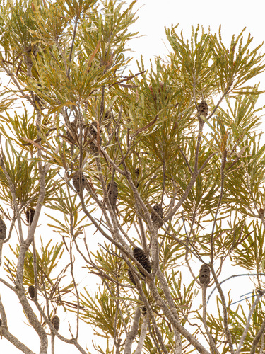 Banksia prionotes, photograph 6