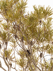 Banksia prionotes, photograph (c) Carmon, some rights reserved (CC BY-SA)